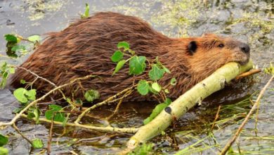 Photo of Cable-chewing beavers take out town’s Internet in “uniquely Canadian” outage