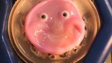 Photo of Researchers craft smiling robot face from living human skin cells