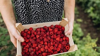 Photo of Senator Warren Is Way Off on Raspberries—and Americans’ Living Standards