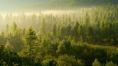 Photo of Washington Post Global Social Security Comparison Misses the Forest for the Trees