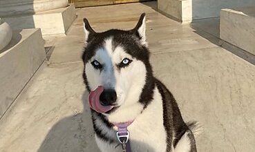 Photo of From Dog Leashes to Potty Breaks: Are We All Unwitting Criminals?