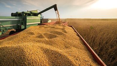 Photo of Tariffs and Agriculture: Reaping What You Sow?