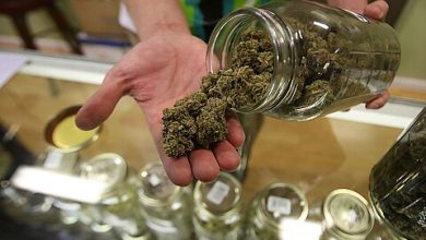 Photo of One Step Forward? The Trump Administration Considers Rescheduling Marijuana