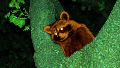 Photo of Modder injects AI dialogue into 2002’s Animal Crossing using memory hack
