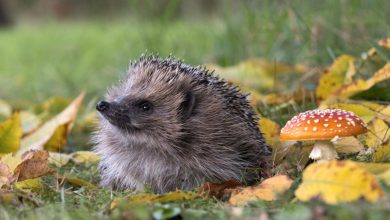 Photo of Can AI detect hedgehogs from space? Maybe if you find brambles first.